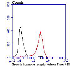 Growth hormone receptor Rabbit mAb