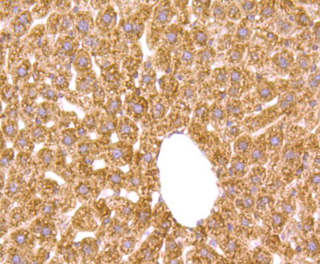 Growth hormone receptor Rabbit mAb