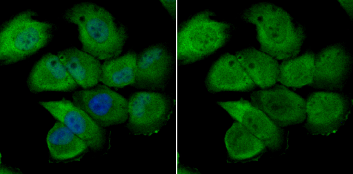 Nuclear Matrix Protein p84 Rabbit mAb