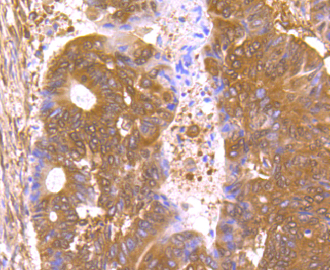 Nuclear Matrix Protein p84 Rabbit mAb