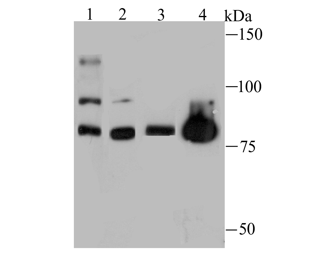 Nuclear Matrix Protein p84 Rabbit mAb