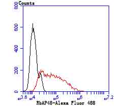 RbAP48 Rabbit mAb