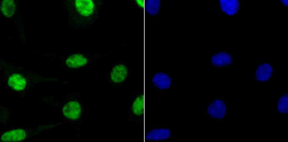 RbAP48 Rabbit mAb