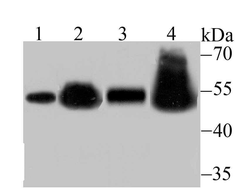 RbAP48 Rabbit mAb