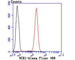 NCK1 Rabbit mAb