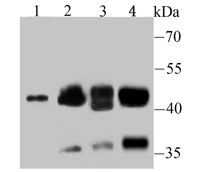 NCK1 Rabbit mAb