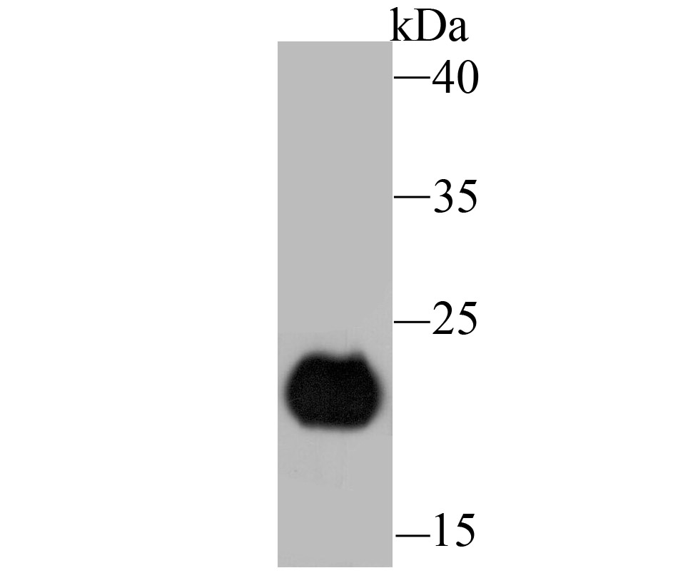 PERP Rabbit mAb