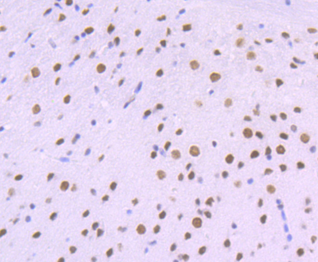 ACTL6A Rabbit mAb