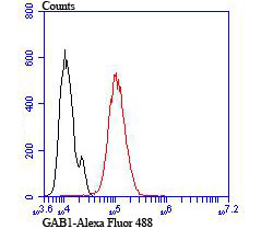 GAB1 Rabbit mAb