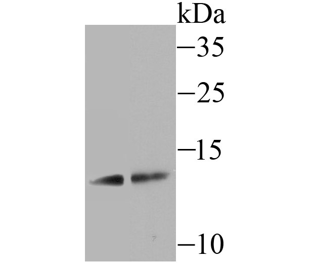 SCGB1A1 Rabbit mAb