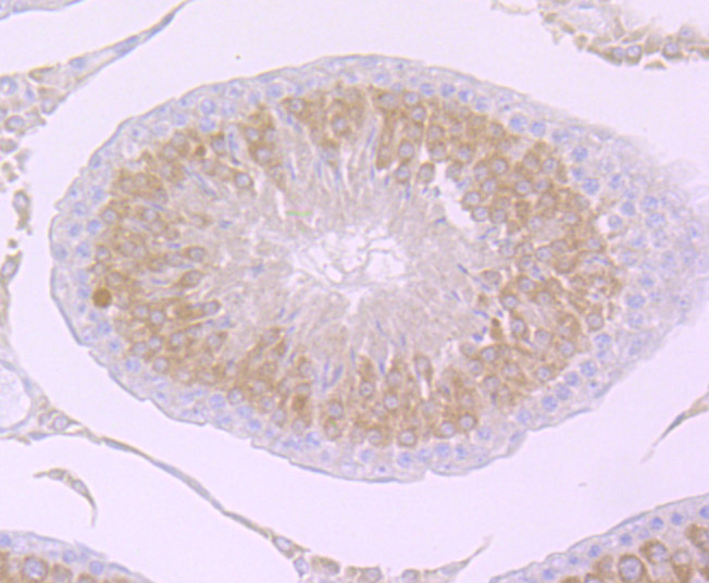 PIWIL1 Rabbit mAb