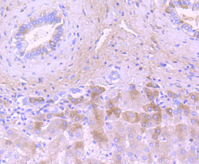 C3 Rabbit mAb