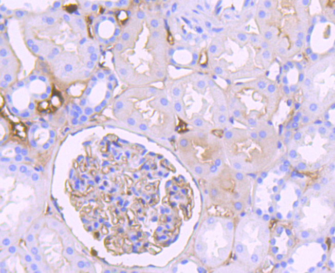 C3 Rabbit mAb