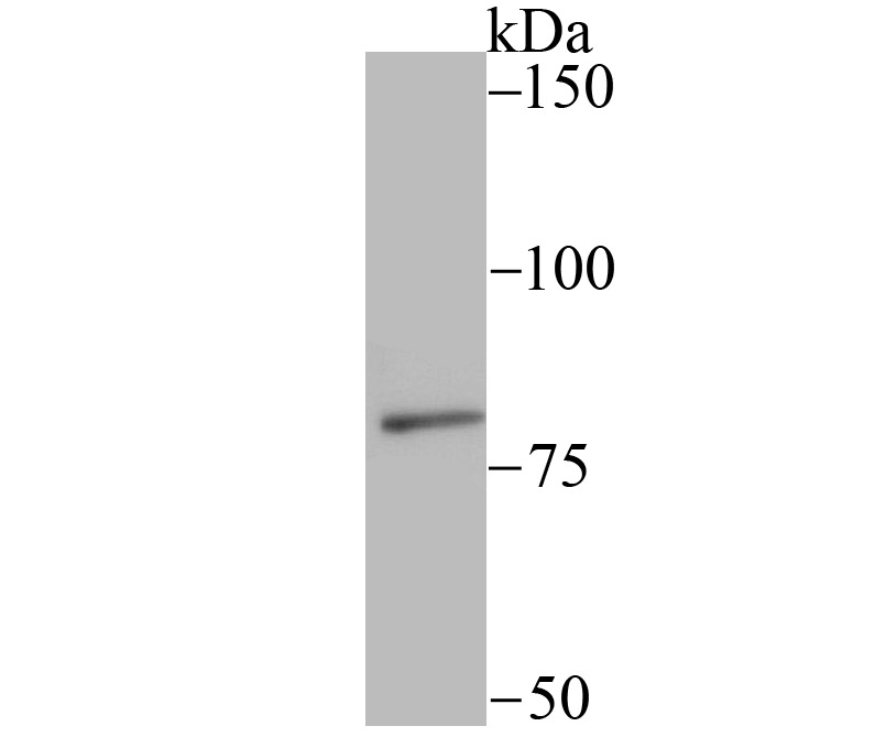 SMURF 2 Rabbit mAb