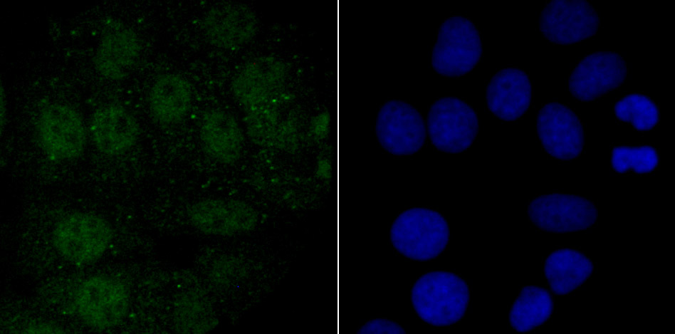 Endo G Rabbit mAb