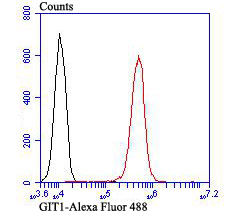 GIT1 Rabbit mAb