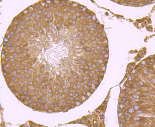 RPS19 Rabbit mAb