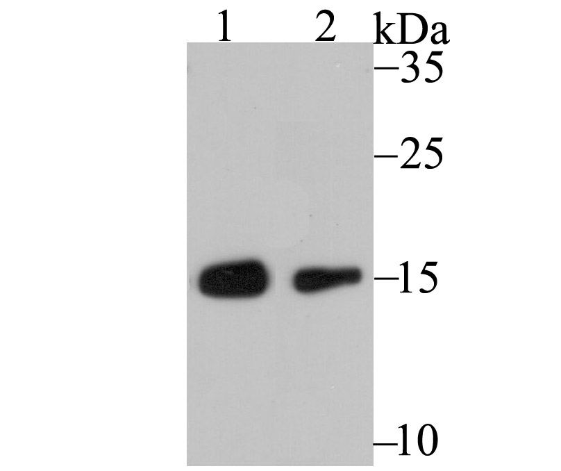 RPS19 Rabbit mAb