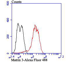 Matrin 3 Rabbit mAb