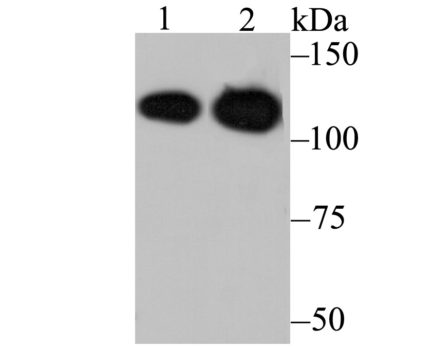 Matrin 3 Rabbit mAb