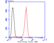 ILF2 Rabbit mAb