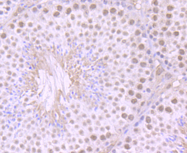 ILF2 Rabbit mAb