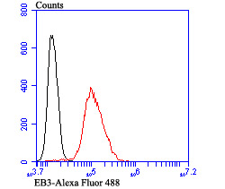 EB3 Rabbit mAb