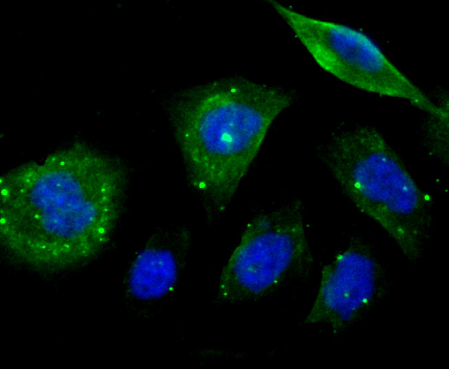 EB3 Rabbit mAb