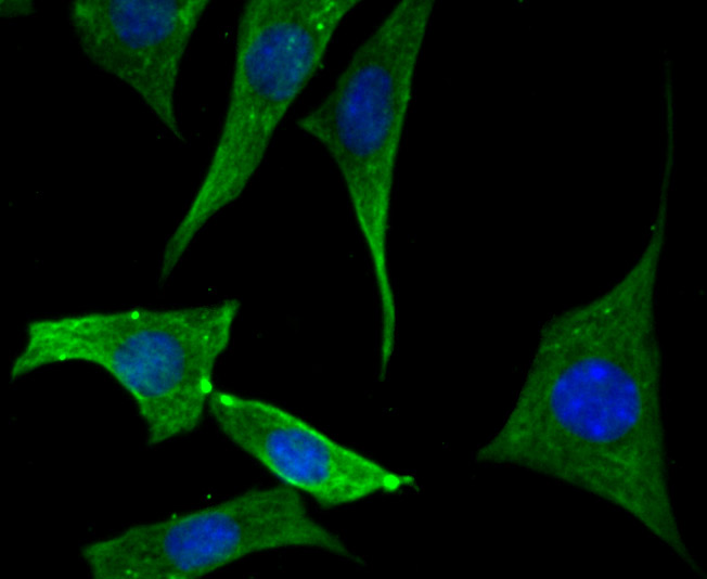 EB3 Rabbit mAb