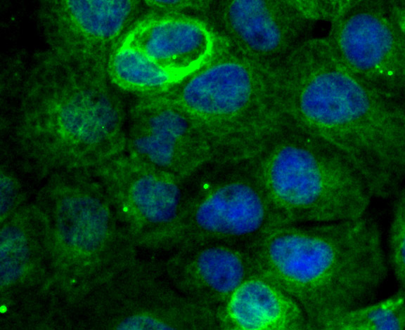 EB3 Rabbit mAb