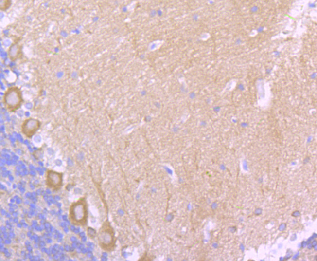 EB3 Rabbit mAb