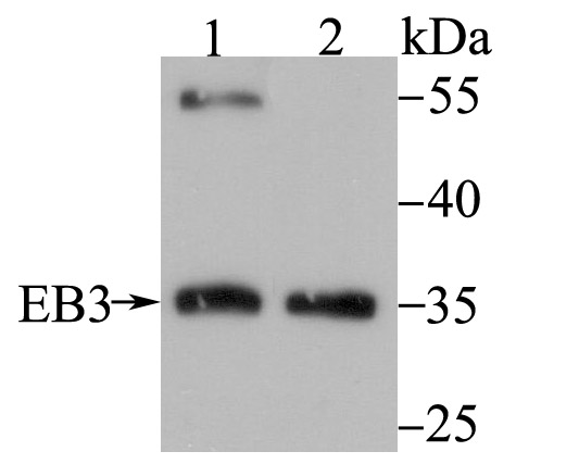 EB3 Rabbit mAb