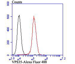 VPS35 Rabbit mAb