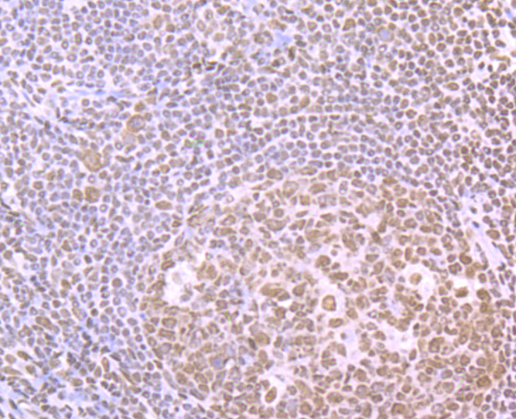 SFPQ Rabbit mAb