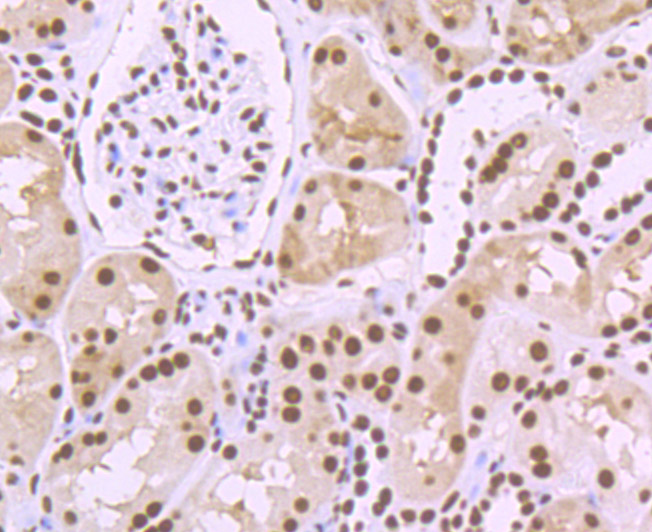 SFPQ Rabbit mAb