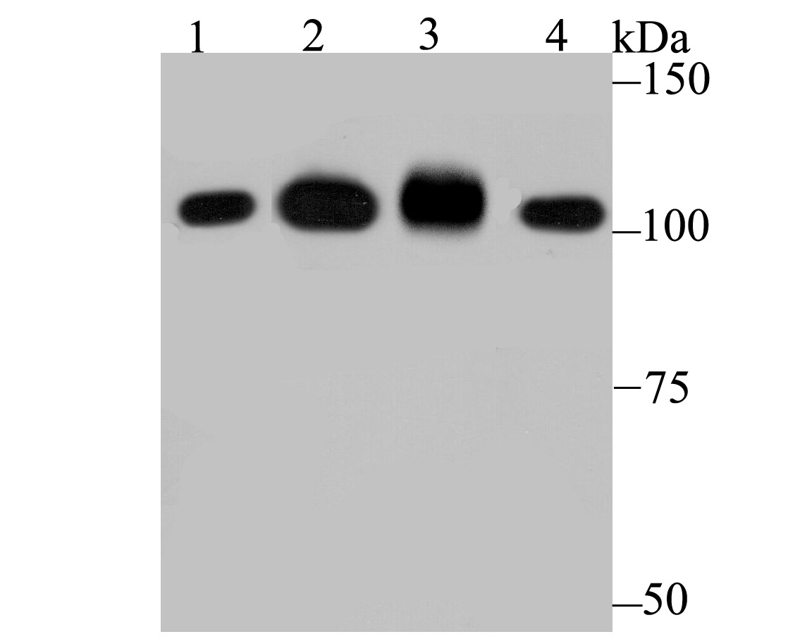 SFPQ Rabbit mAb