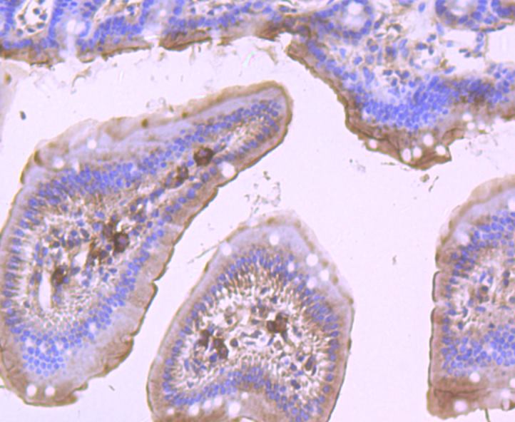 DDX6 Rabbit mAb