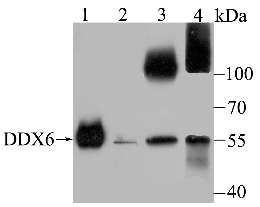 DDX6 Rabbit mAb