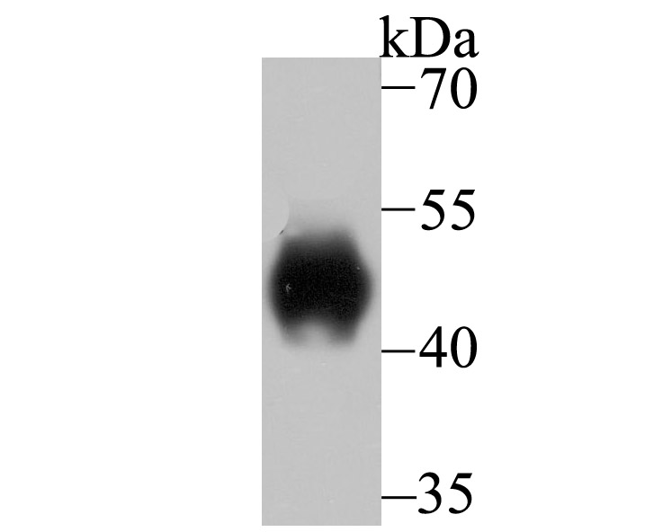 LRG1 Rabbit mAb