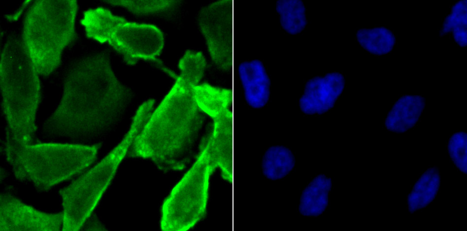 JAB1 Rabbit mAb