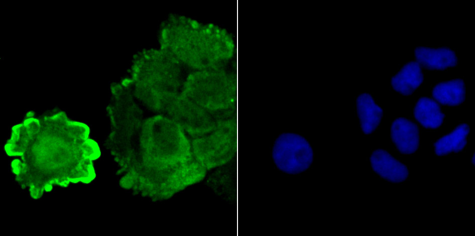 JAB1 Rabbit mAb