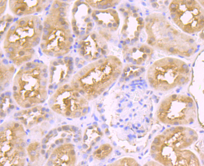 JAB1 Rabbit mAb