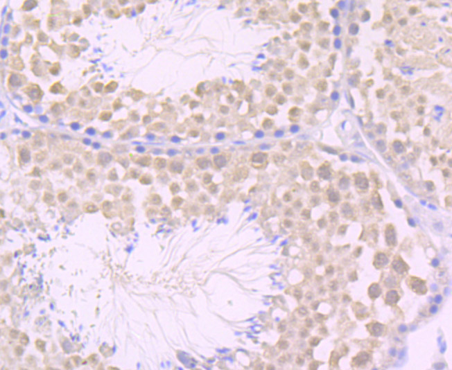 JAB1 Rabbit mAb