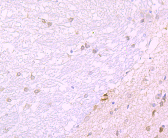 JAB1 Rabbit mAb