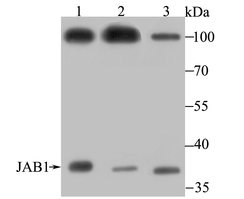 JAB1 Rabbit mAb