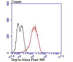 Dcp1a Rabbit mAb