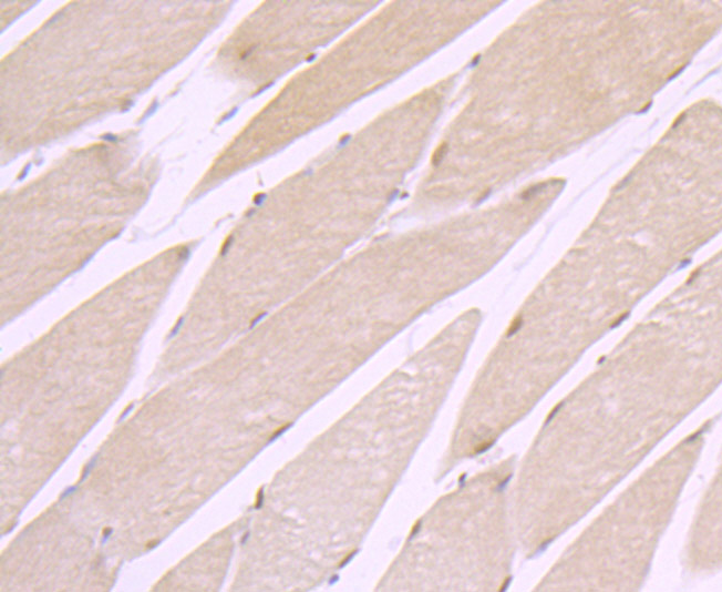 CRM1 Rabbit mAb