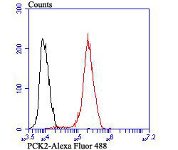 PCK2 Rabbit mAb