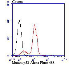 p53 Rabbit mAb