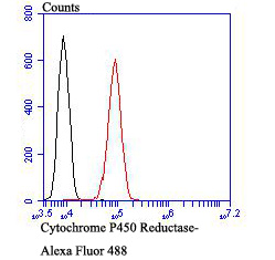 Cytochrome P450 Reductase Rabbit mAb